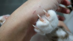 Penyakit Cakaran Kucing, Infeksi Bakteri Akibat Gigitan atau Cakaran Kucing